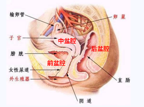 產(chǎn)后盆底康復(fù)，要不要做？