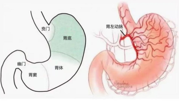 不開(kāi)刀不吃藥不餓肚子，微創(chuàng)介入減肥靠譜嗎？